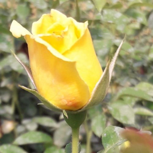 Rosa Skóciai Szent Margit - amarillo - Árbol de Rosas Híbrido de Té - rosal de pie alto- forma de corona de tallo recto